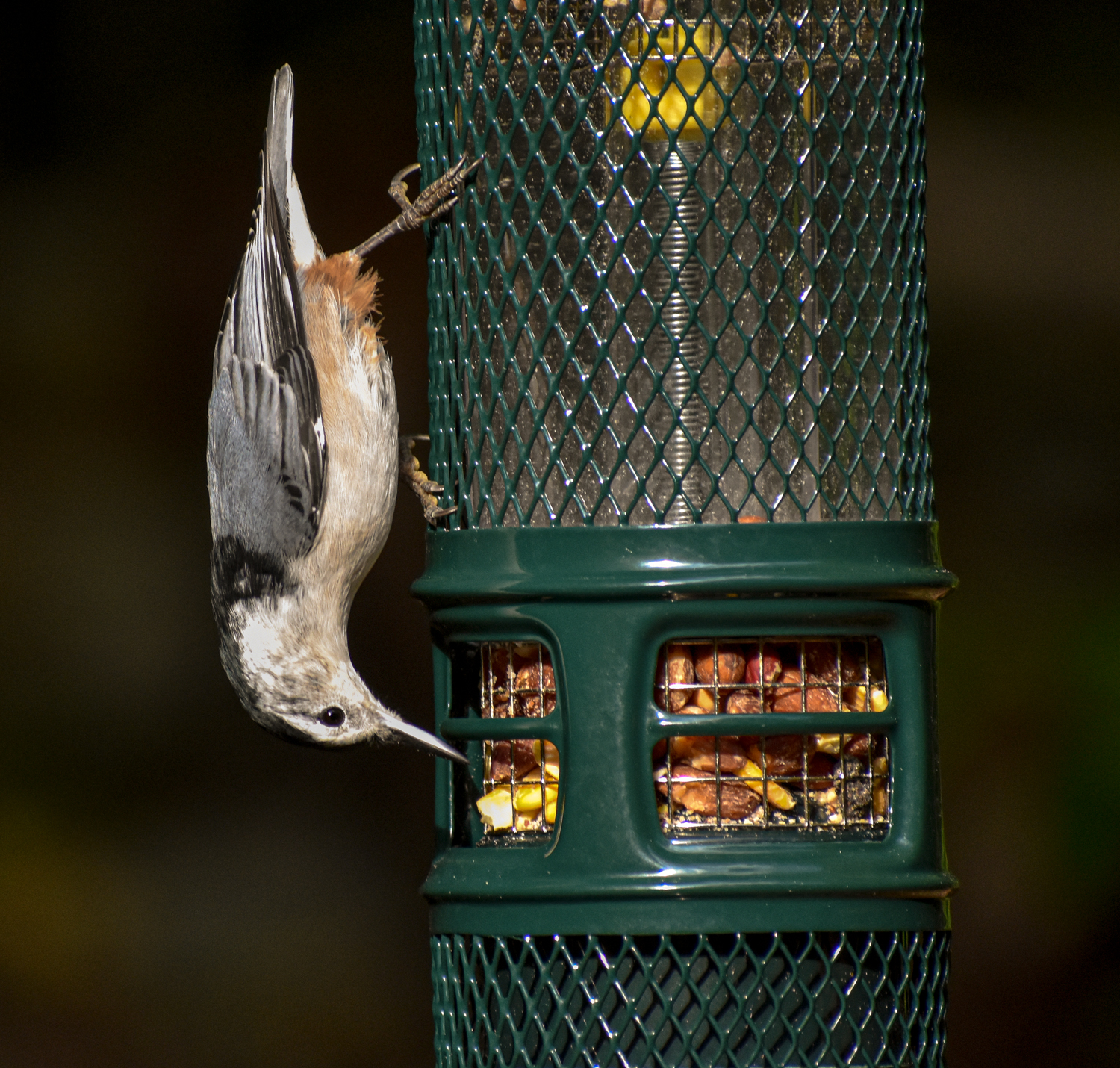 Exploring Birds Review of the Brome Squirrel Buster Nut Feeder